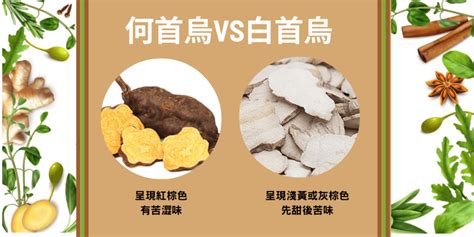 白首烏禁忌|白首烏是什麼？功效是什麼？白首烏的功效及禁忌全解析！。